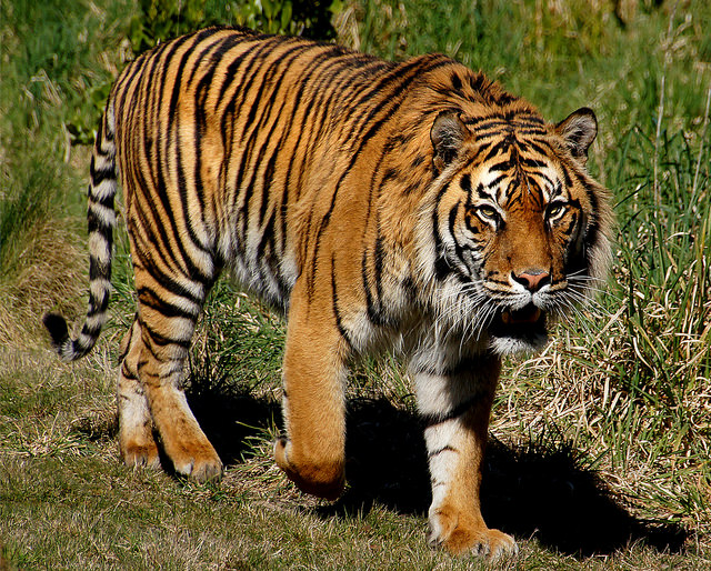 top-10-strongest-terrestrial-animal